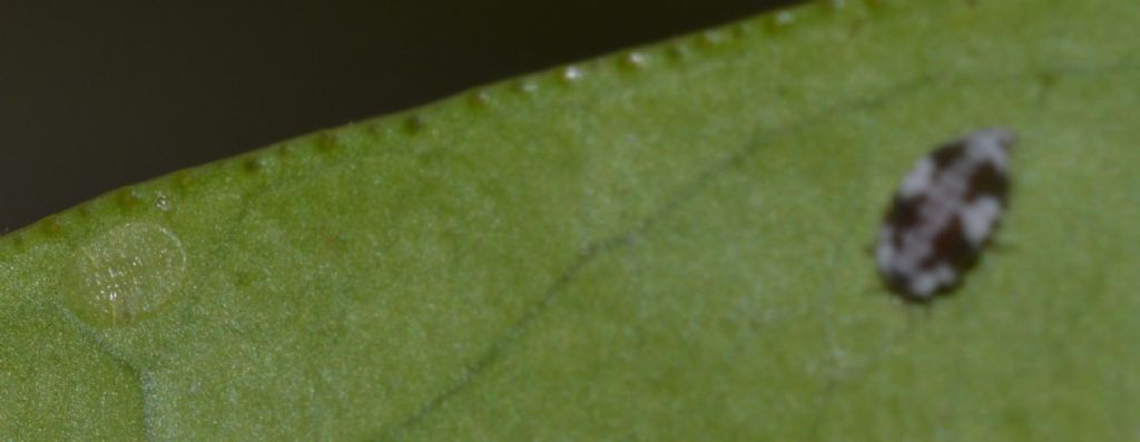 Larva di Semidalis cfr. aleyrodiformis  (Coniopterygidae)